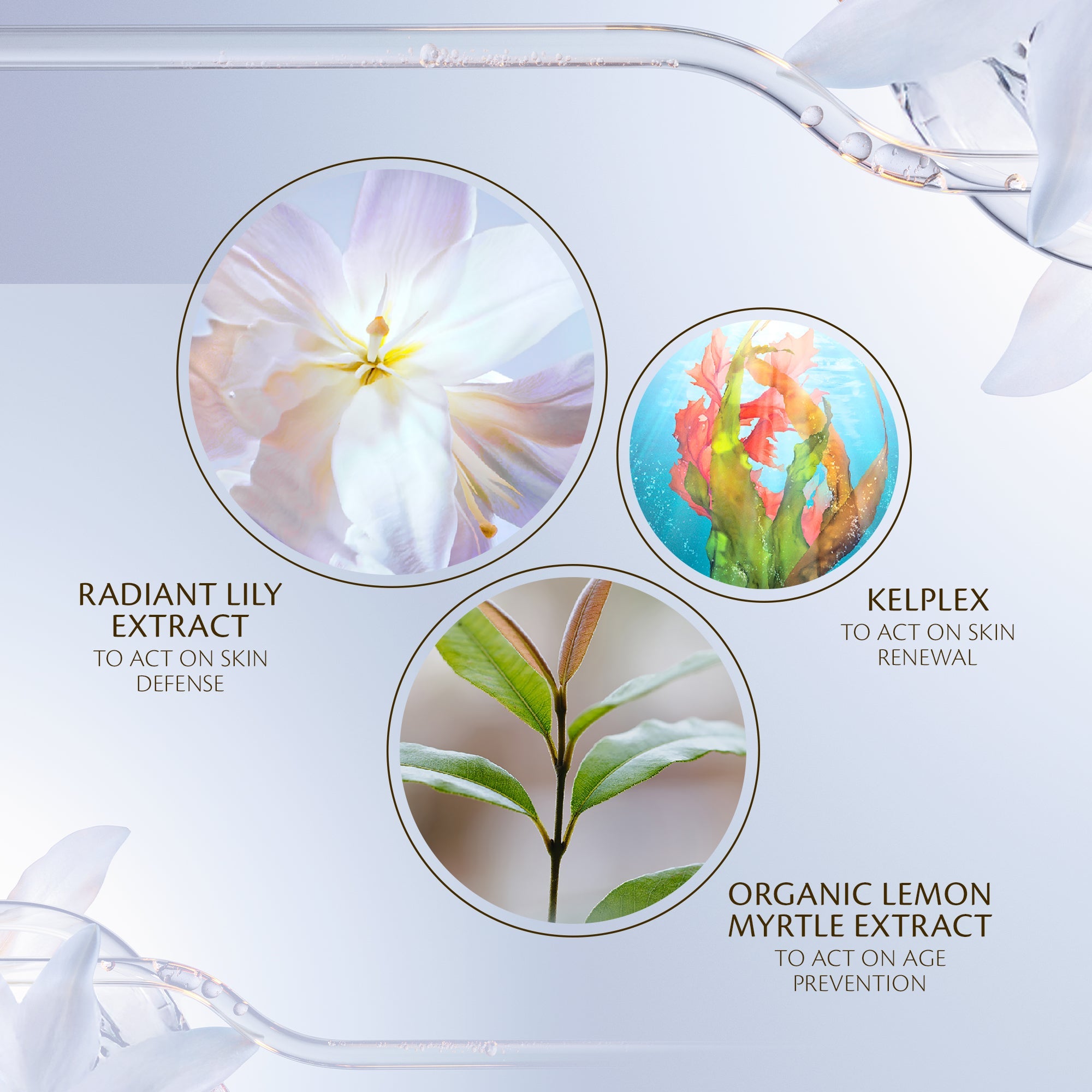 s/files/1/0911/6739/2086/files/10121526101_5.jpg?v=1772624036