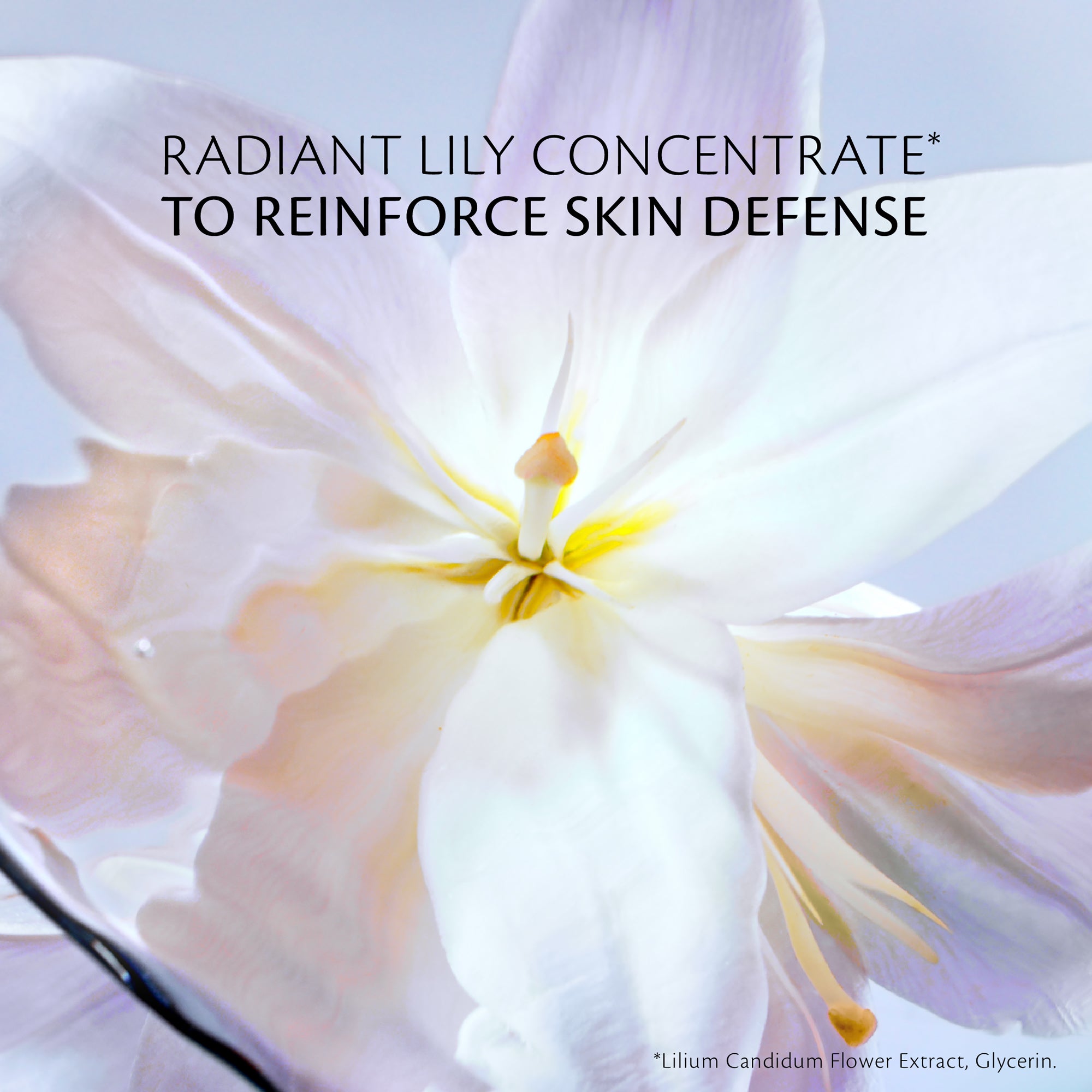 s/files/1/0911/6739/2086/files/10121524101_6.jpg?v=1772623959